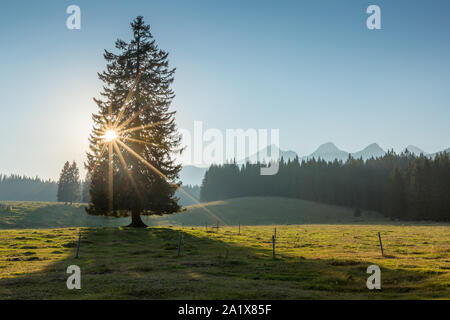 Lone spruce in a mountain pasture with sunshine flare and mountains in the background on a sunny clear skies day Stock Photo