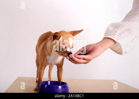 Female giving domestic pet handful of dog food on background of white wall Stock Photo