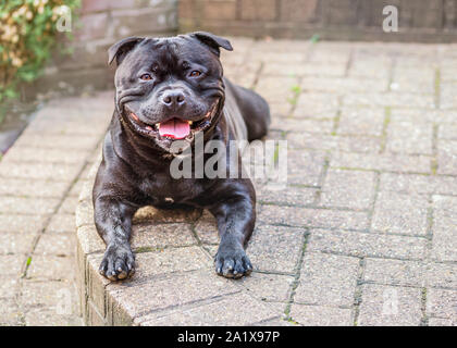 Black Staffordshire Bull Terrier dog lying down on an outside patio looking at the camera with a big smile on his face. Stock Photo