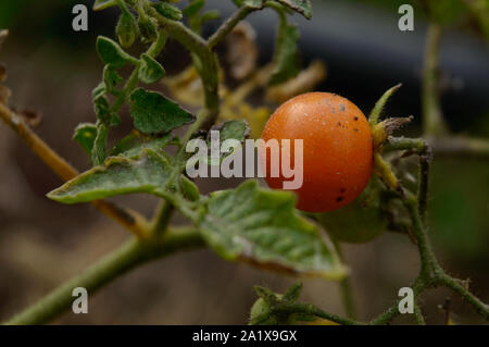 Closeup micro shot of indian red tomato cover up with soil and fertilizer and water. Stock Photo