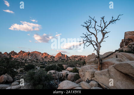 Joshua Tree National Park is an American national park in California, east of Los Angeles. The park is named for the Joshua trees native to the Mojave Stock Photo