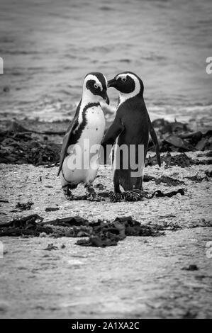 Cape Town Penguins