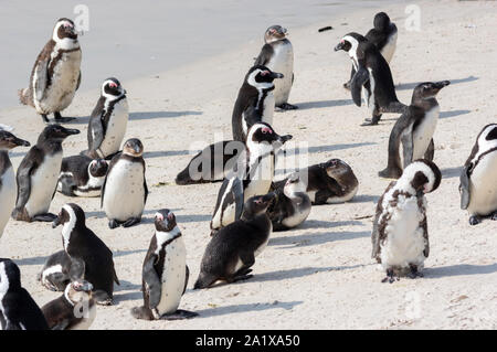 Penguins on the beach in Cape Town, South Africa Stock Photo