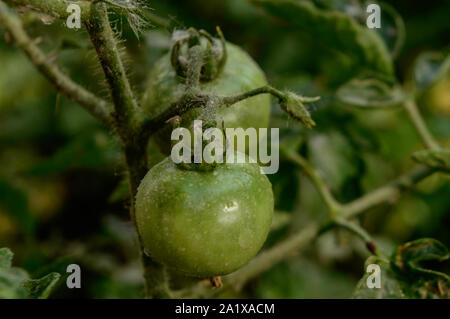 Closeup micro shot of indian green tomato cover up with soil and fertilizer and water. Stock Photo