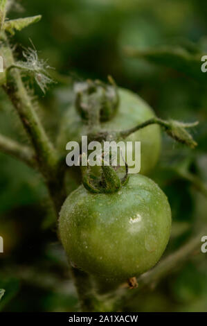 Closeup micro shot of indian green tomato cover up with soil and fertilizer and water. Stock Photo