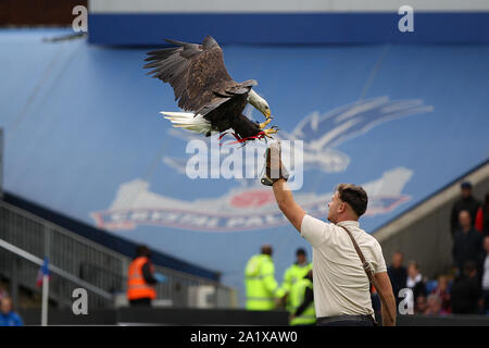 London, UK. 28th Sep, 2019. An eagle in flight before the Premier League match between Crystal Palace and Norwich City at Selhurst Park on September 28th 2019 in London, England. (Photo by Mick Kearns/phcimages.com) Credit: PHC Images/Alamy Live News Stock Photo