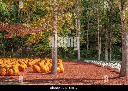 Large orange and white pumpkins displayed under colorful trees in autumn on a sunny day Stock Photo