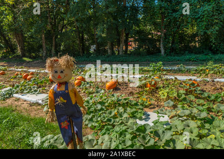 A scarecrow halloween decoration out in the pumpkin patch by some large pumpkins still growing on a sunny day in autumn Stock Photo