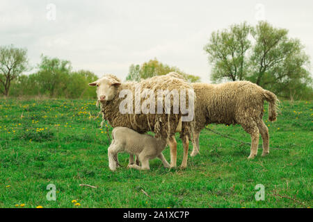 A white sheep grazes in a green meadow. A young sheep eats milk. Stock Photo