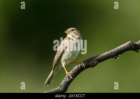 Corn bunting, Latin mane Emberiza calandra, perched on a branch against a green background Stock Photo