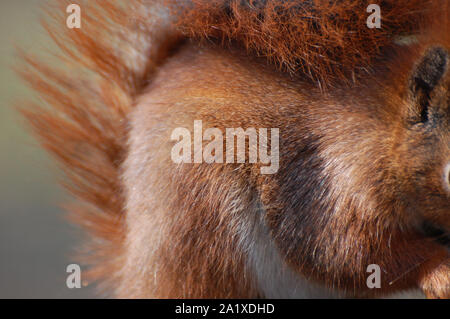 Red squirrel sat eating, close up of fur and tail Stock Photo