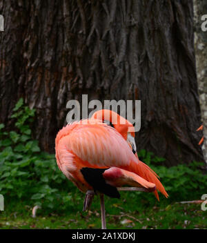 Chilean Flamingo Phoenicopterus chilensis stood with head on back feathers against tree background Stock Photo
