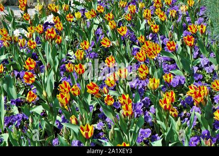 Immersion field of colorful tulips and violets in Morges' park at the begininng of spring time Stock Photo