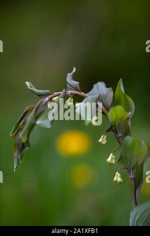 plant Salomon seal with little white bells Stock Photo