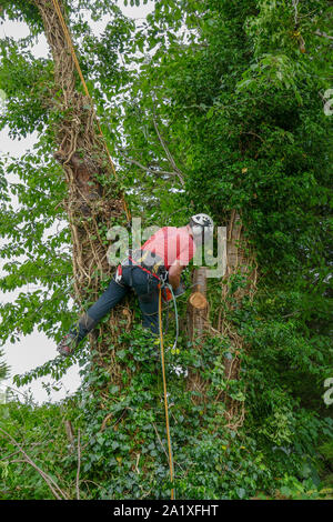 Arborist or tree surgeon roped up a tall tree using a chainsaw