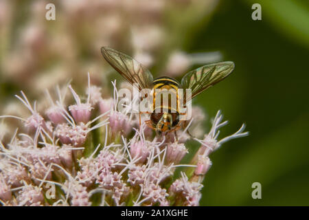 A macro image of a single Hoverfly (Syrphidae) sat on a pink flower drinking nectar Stock Photo