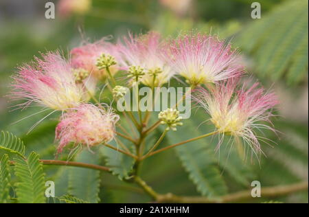 Albizia Julibrissin Tropical Dream Persian Silk Tree Displaying Distinctive Feathery Pink Blooms In Late Summer September Uk Stock Photo Alamy