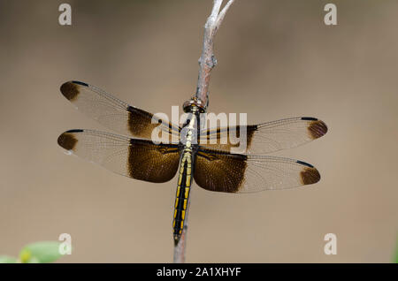 Widow Skimmer, Libellula luctuosa, female Stock Photo