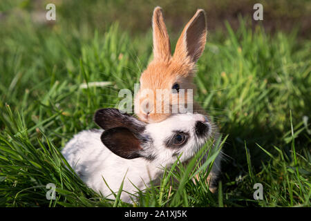 Close-up image of two baby bunnies playing together on green grass. Color image. Stock Photo