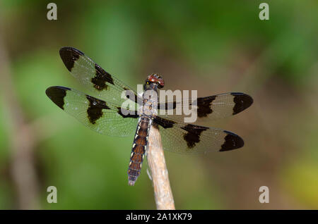 Common Whitetail, Plathemis lydia, female Stock Photo