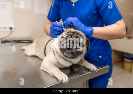 Pug specialist store vets near me