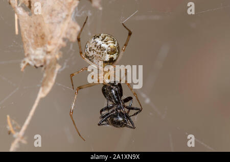 Common House Spider, Parasteatoda tepidariorum, female feeding on captured Eastern Black Carpenter Ant, Camponotus pennsylvanicus Stock Photo