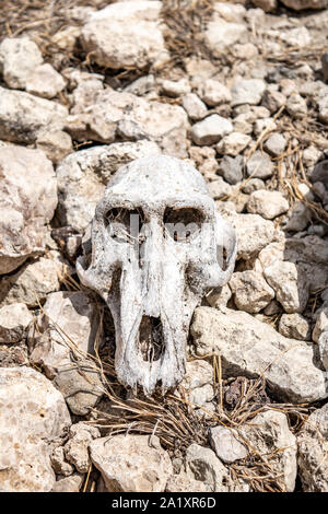 Monkey skull drying in harsh sun of Serengeti. Stock Photo