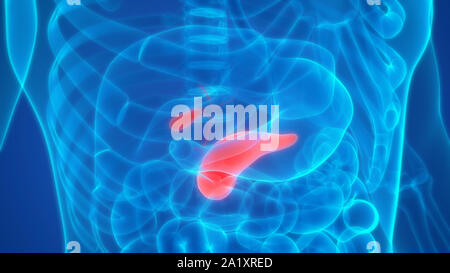 Human Internal Digestive Organs Pancreas with Gallbladder Anatomy Stock Photo