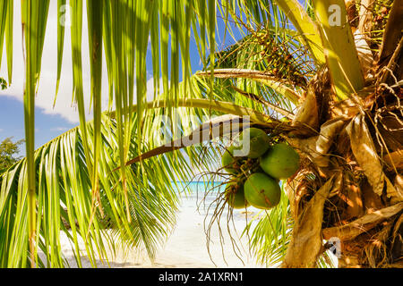 Coconuts hang from a palm tree on a sandy beach in paradise with the ocean in the background Stock Photo