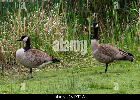 Geese and their baby geese on the grass by a little pond Stock Photo