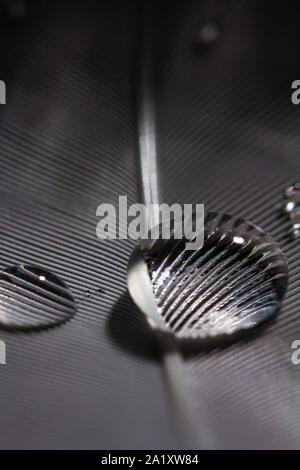 water drop on white - grey feather Stock Photo