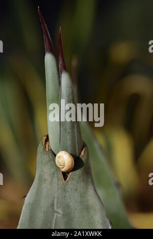 Close up of the tops of an agave with spines. There is a small snail sitting on it. The agaves are in Italy in the summer sun. Stock Photo