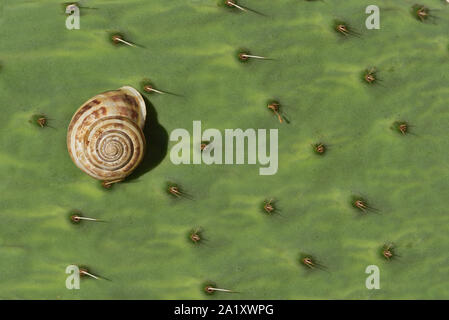 Background from a green leaf of a prickly pear cactus with spines and a snail sitting on it in summer in Sicily