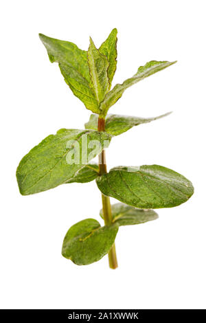 Fresh branch of peppermint isolated on a white background, closeup Stock Photo
