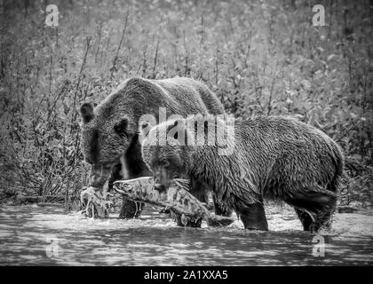 Two Grizzly Bears eating Salmon that they've caught in the river. The image is in black and white Stock Photo