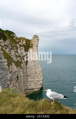 the famous cliffs and rock pinnacles of Etretat on the Normandy coast of France with a seagull in the foreground Stock Photo
