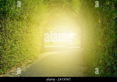 green tunnel of trees. road through tunnel of trees and light at the end of tunnel - concept Stock Photo