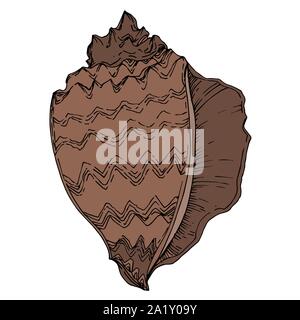 Vector Summer beach seashell tropical elements. Black and white engraved ink art. Isolated shells illustration element on vhite background. Stock Vector
