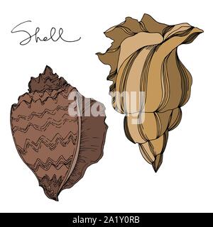 Vector Summer beach seashell tropical elements. Black and white engraved ink art. Isolated shells illustration element on vhite background. Stock Vector