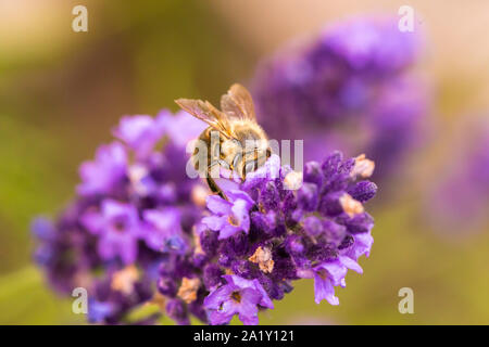 Bee pollination on a lavender flower. Macro photo. Close up. Stock Photo
