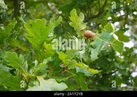 Close up of the leaf and acorn of an Englisk oak tree. Stock Photo