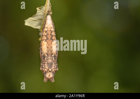 Eastern Tiger Swallowtail Chrysalis (Papilio glaucus) Stock Photo