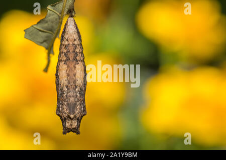 Eastern Tiger Swallowtail Chrysalis (Papilio glaucus) Stock Photo