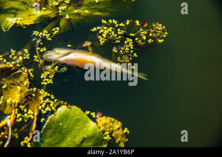 Fish, Trout, Chum Salmon, Humpback, A Piece Baked, Grilled, With A Slice Of  Lemon And Lettuce Stock Photo, Picture and Royalty Free Image. Image  125357561.