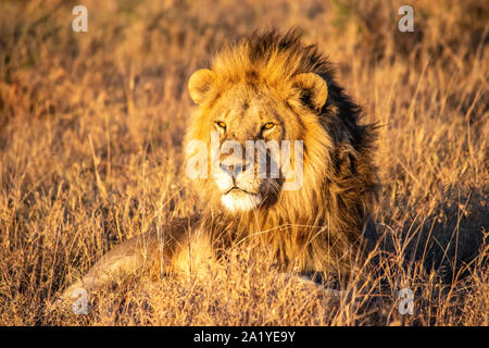Lions hiding in grass at sunset on the Serengeti. Stock Photo