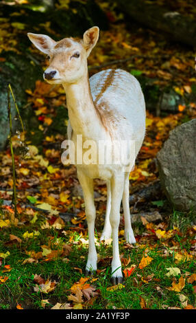 Montebello,Quebec,Canada,September 29,2019.Deer in a wildlife park reserve in Montebello,Quebec,Canada.Credit:Mario Beauregard/Alamy News Stock Photo