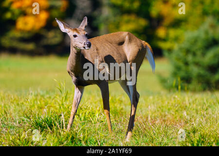 Montebello,Quebec,Canada,September 29,2019.Deers in a wildlife park reserve in Montebello,Quebec,Canada.Credit:Mario Beauregard/Alamy News Stock Photo