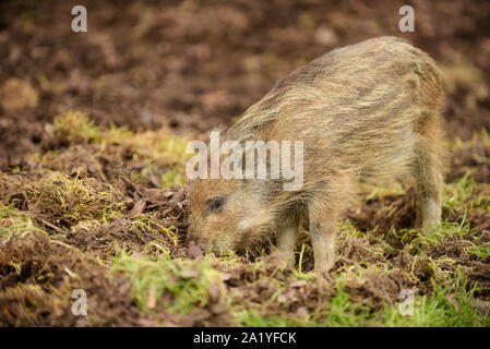 Young boar searching for food in the soil Stock Photo