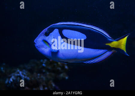 Blue Surgeonfish closeup against dark background Stock Photo