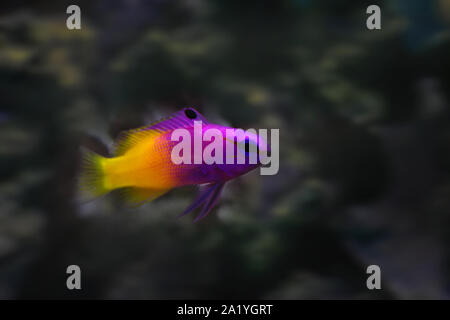 Royal gramma purple and yellow tropical fish closeup Stock Photo